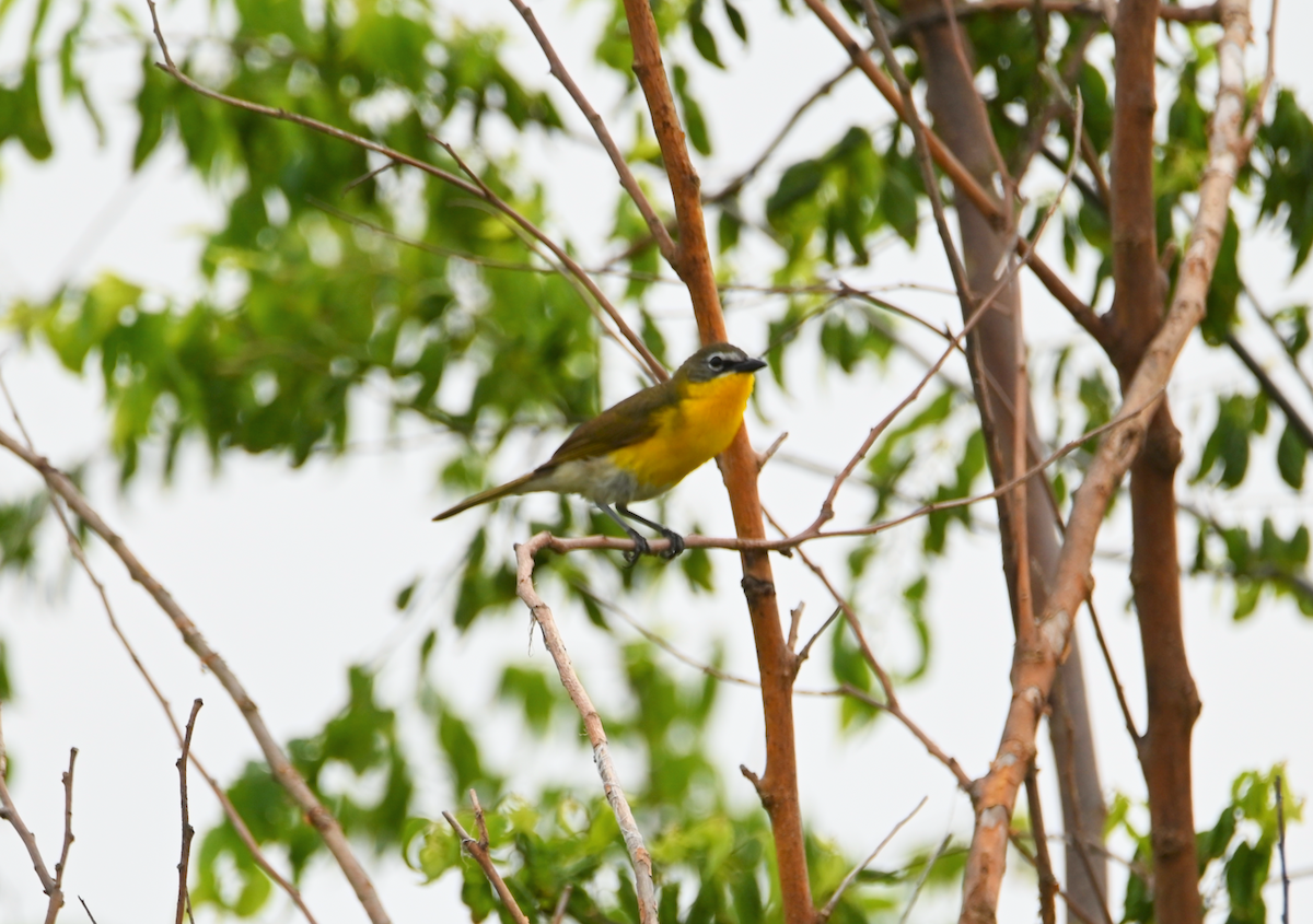 Yellow-breasted Chat - ML620537849