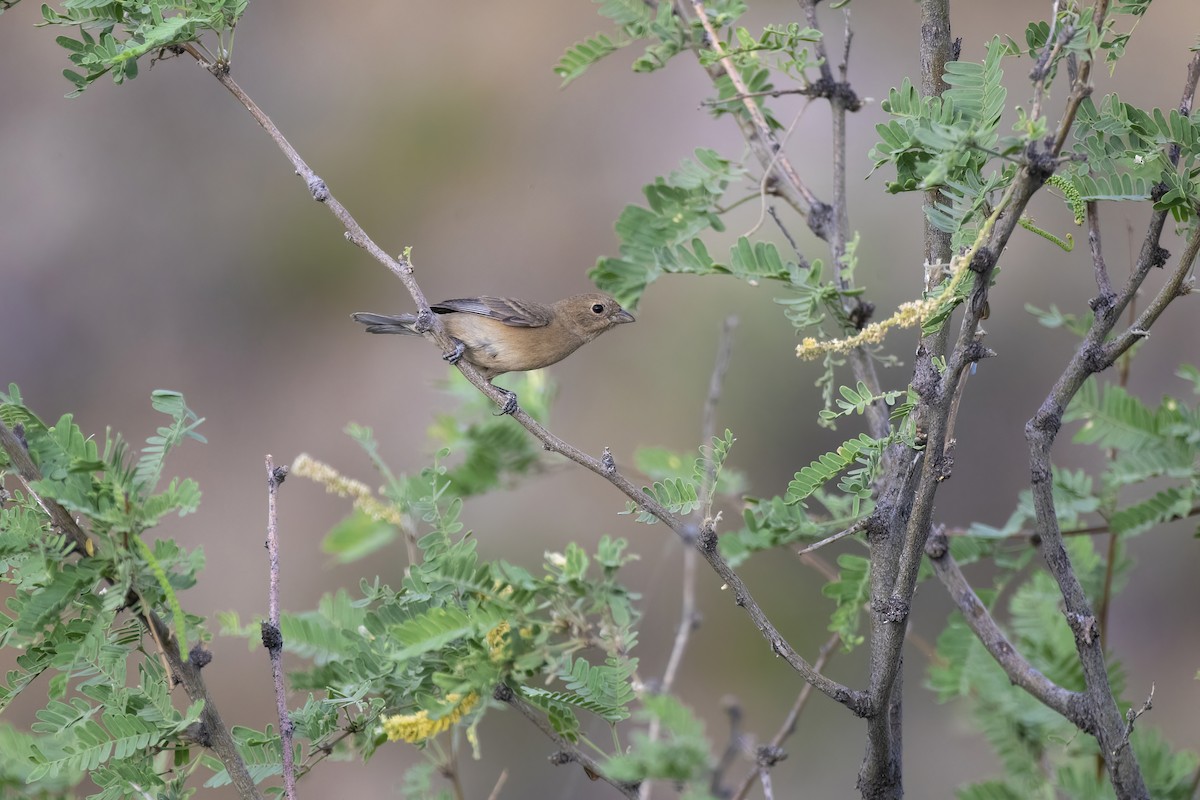 Varied Bunting - ML620537851