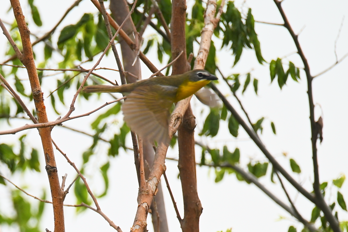 Yellow-breasted Chat - ML620537854