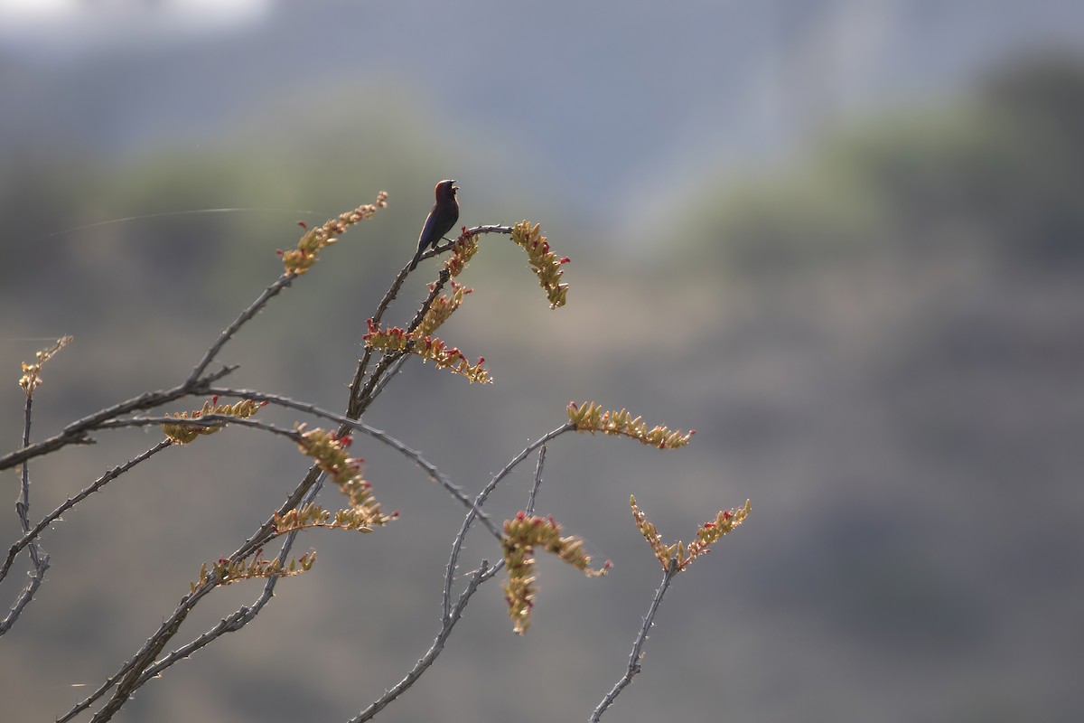 Varied Bunting - ML620537855