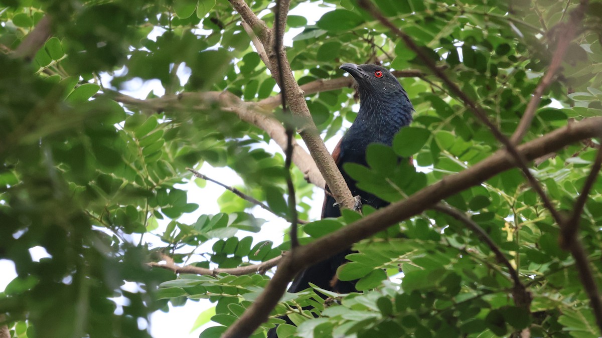 Asian Koel - ML620537860