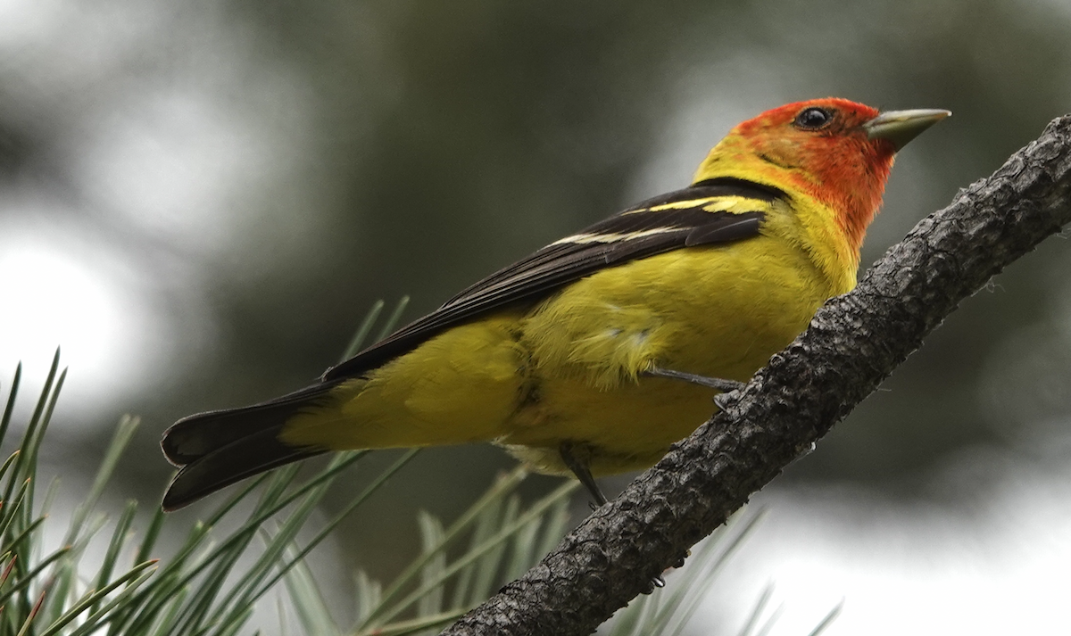 Western Tanager - ML620537863