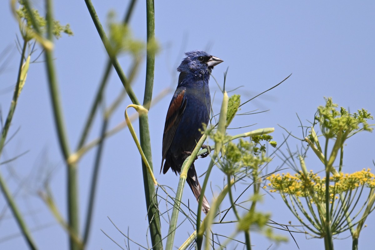 Blue Grosbeak - ML620537865