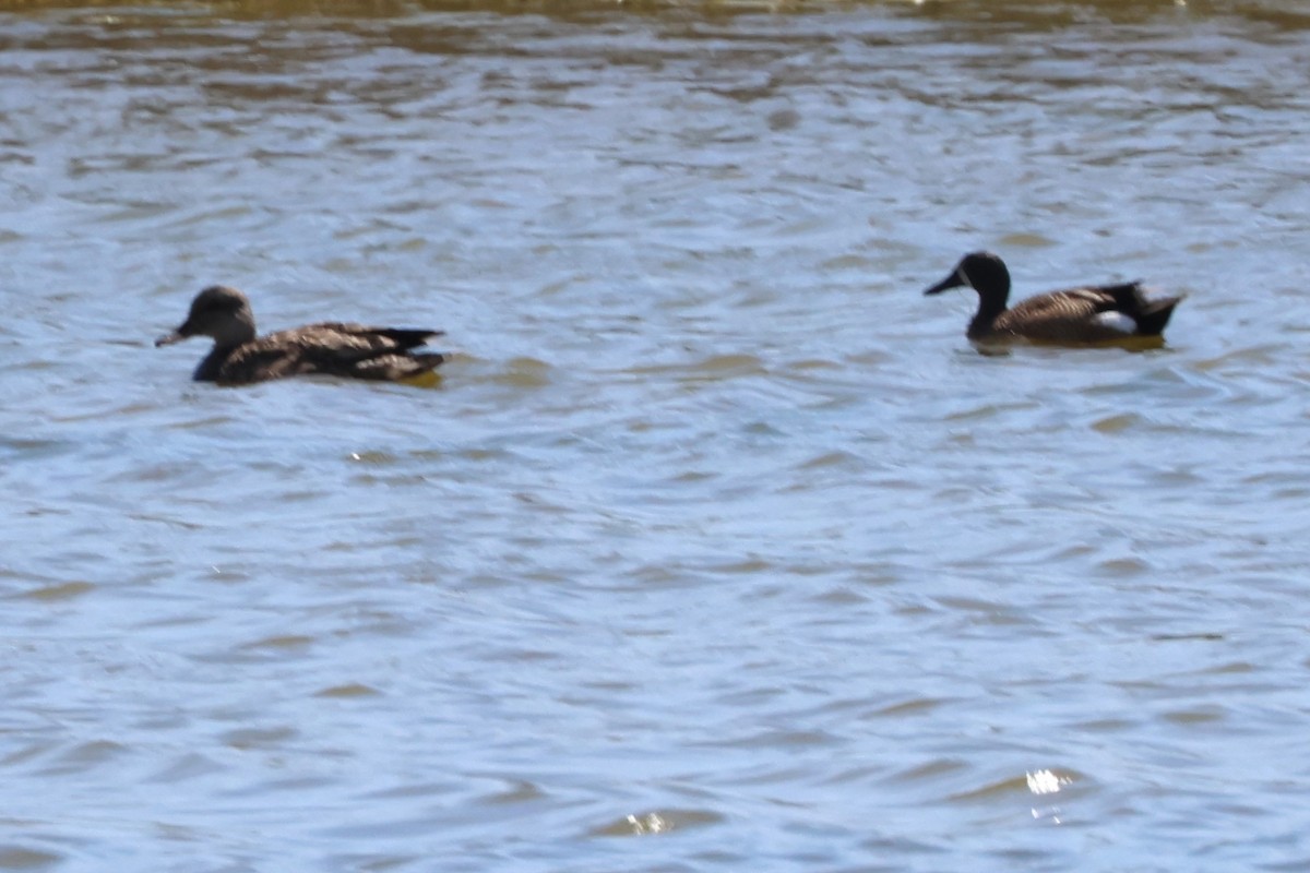 Blue-winged Teal - ML620537873