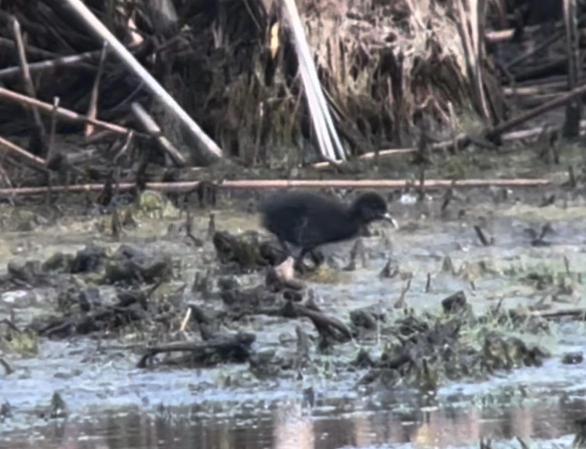 Virginia Rail - ML620537884