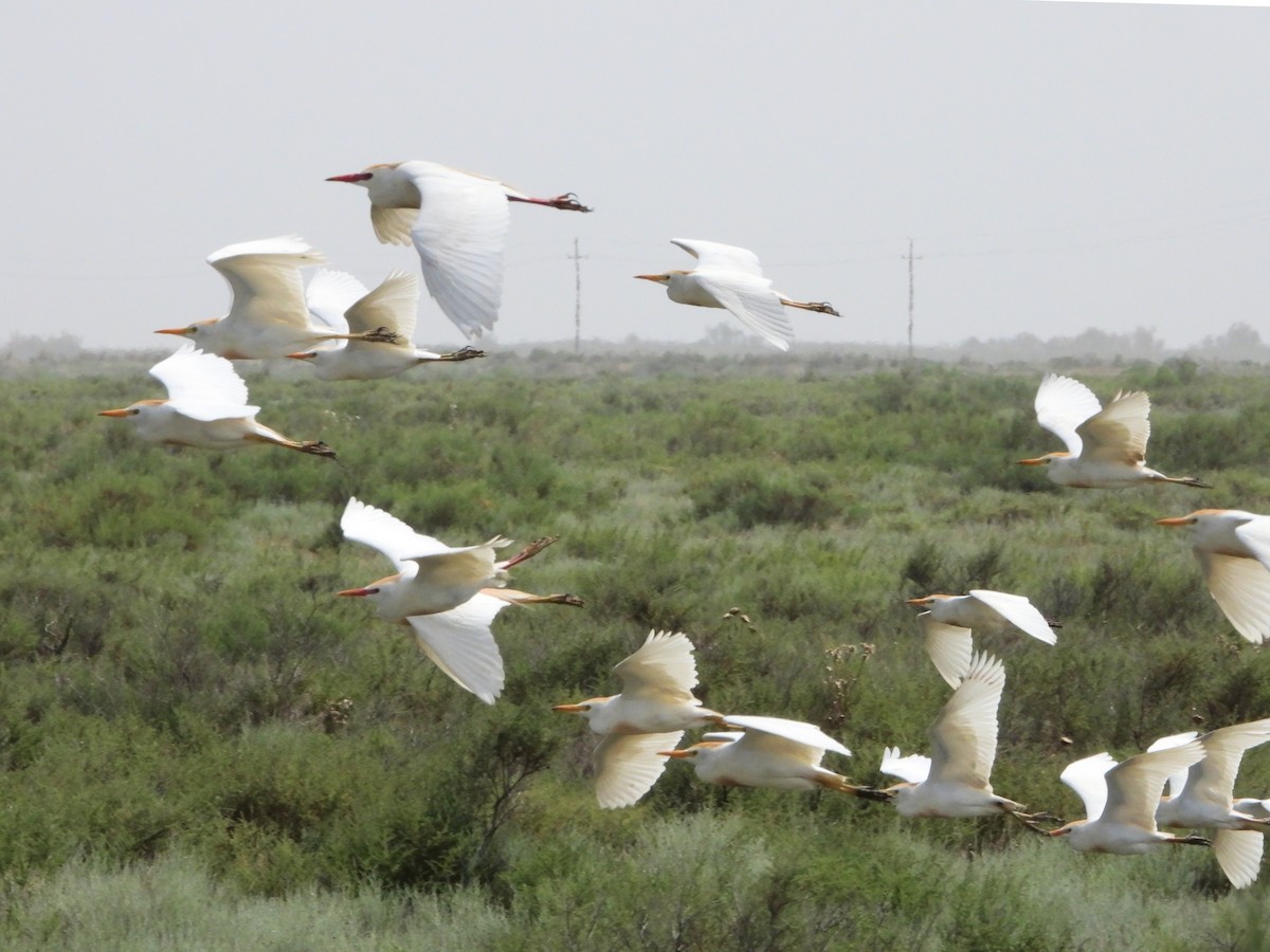 Western Cattle Egret - ML620537885