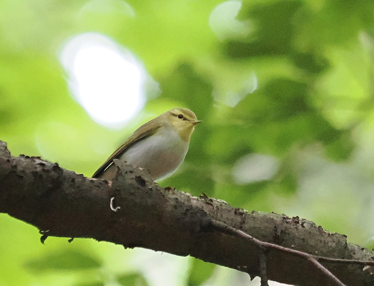 Wood Warbler - ML620537891