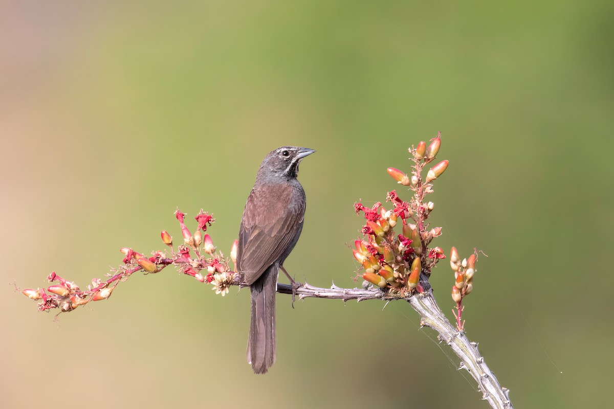 Five-striped Sparrow - ML620537893