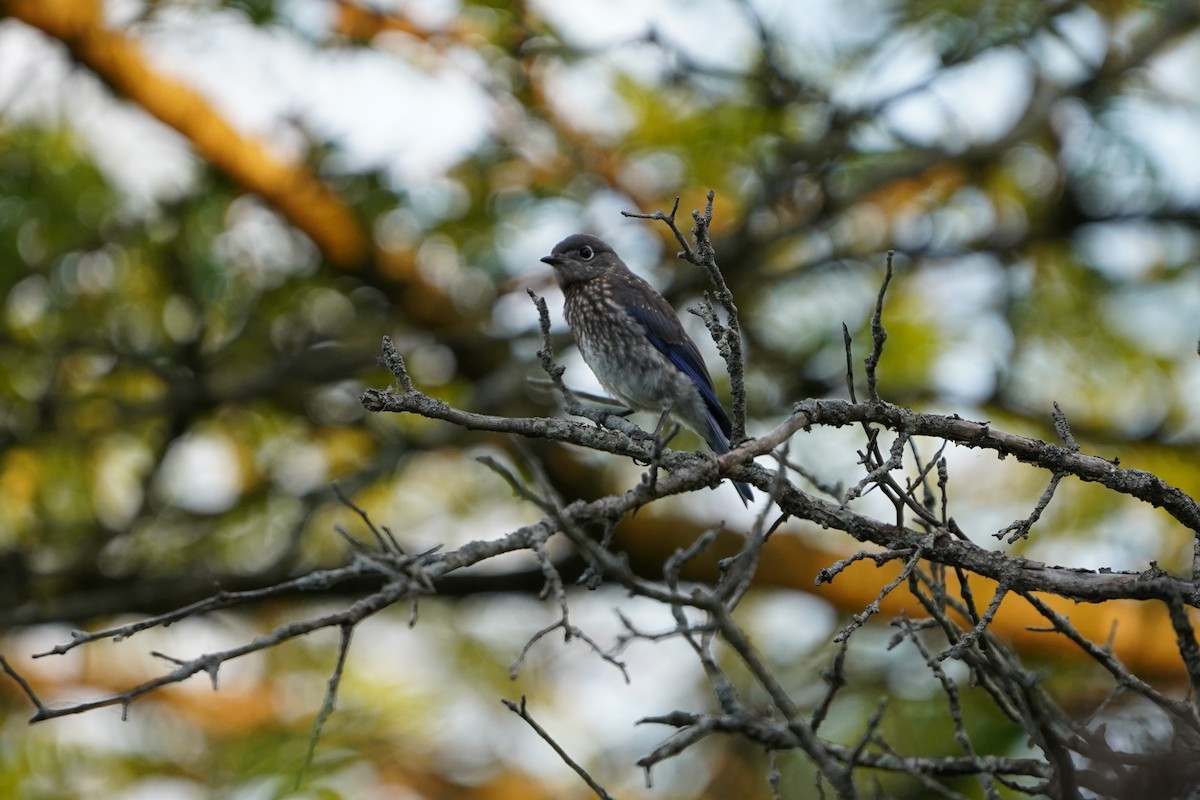 østblåfugl - ML620537898