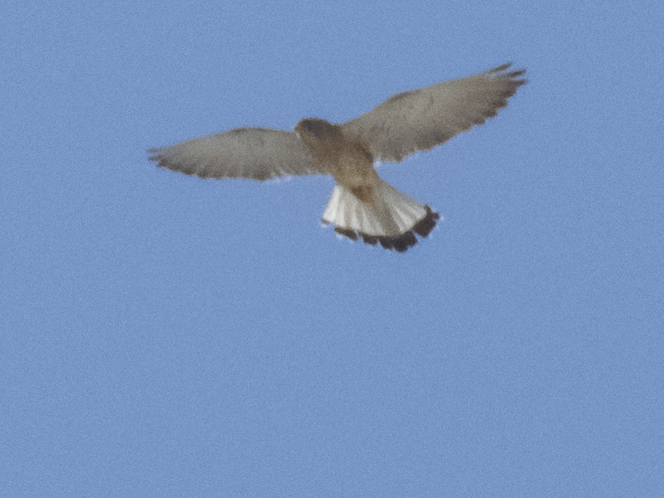 Lesser Kestrel - ML620537904