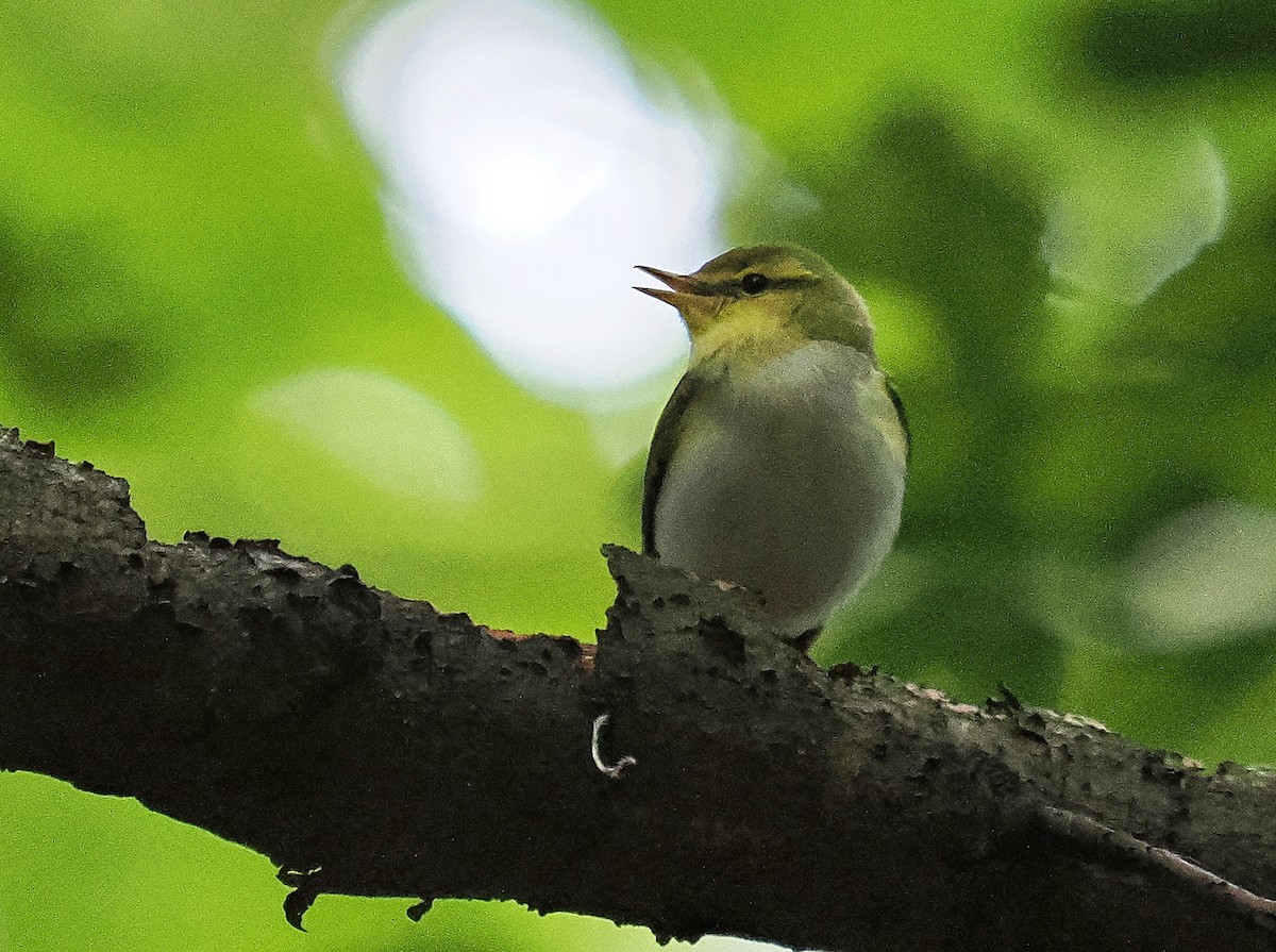 Wood Warbler - František Kopecký