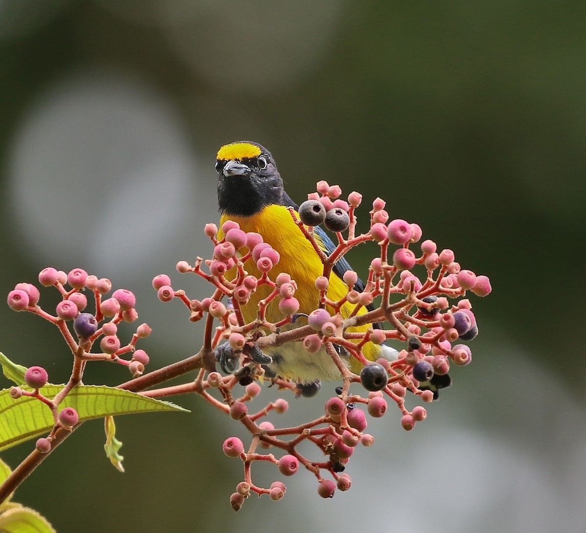 White-vented Euphonia - ML620537920