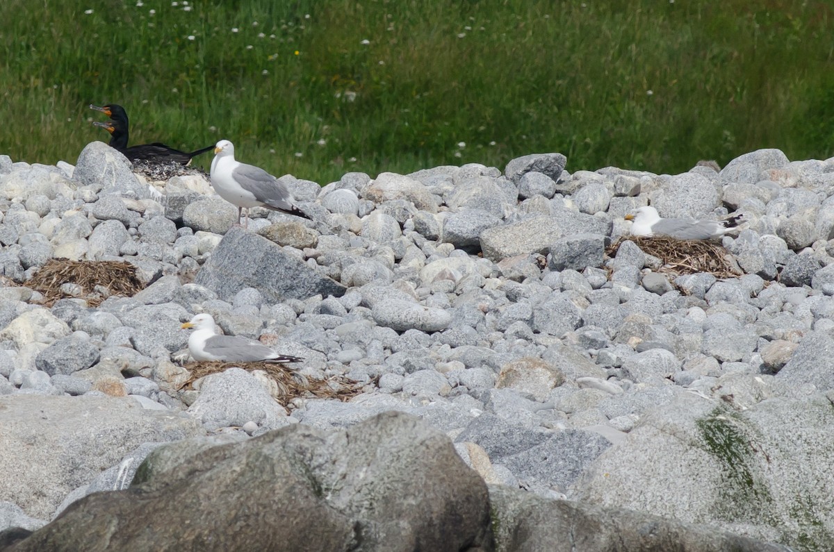 Gaviota Argéntea - ML620537937