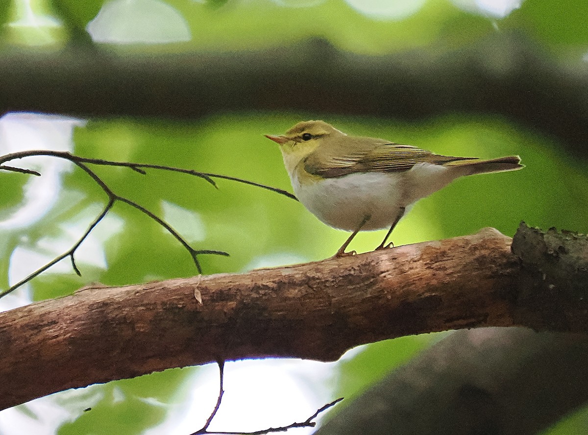 Wood Warbler - ML620537940