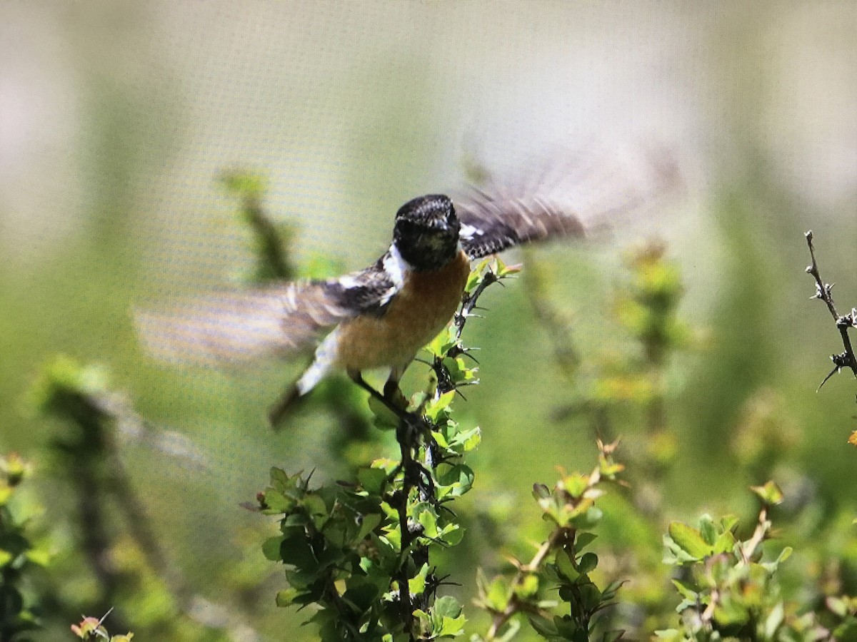 Siberian Stonechat - Snehes Bhoumik