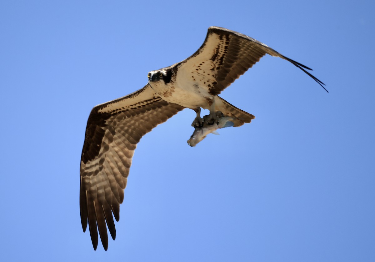 Osprey - ML620537965