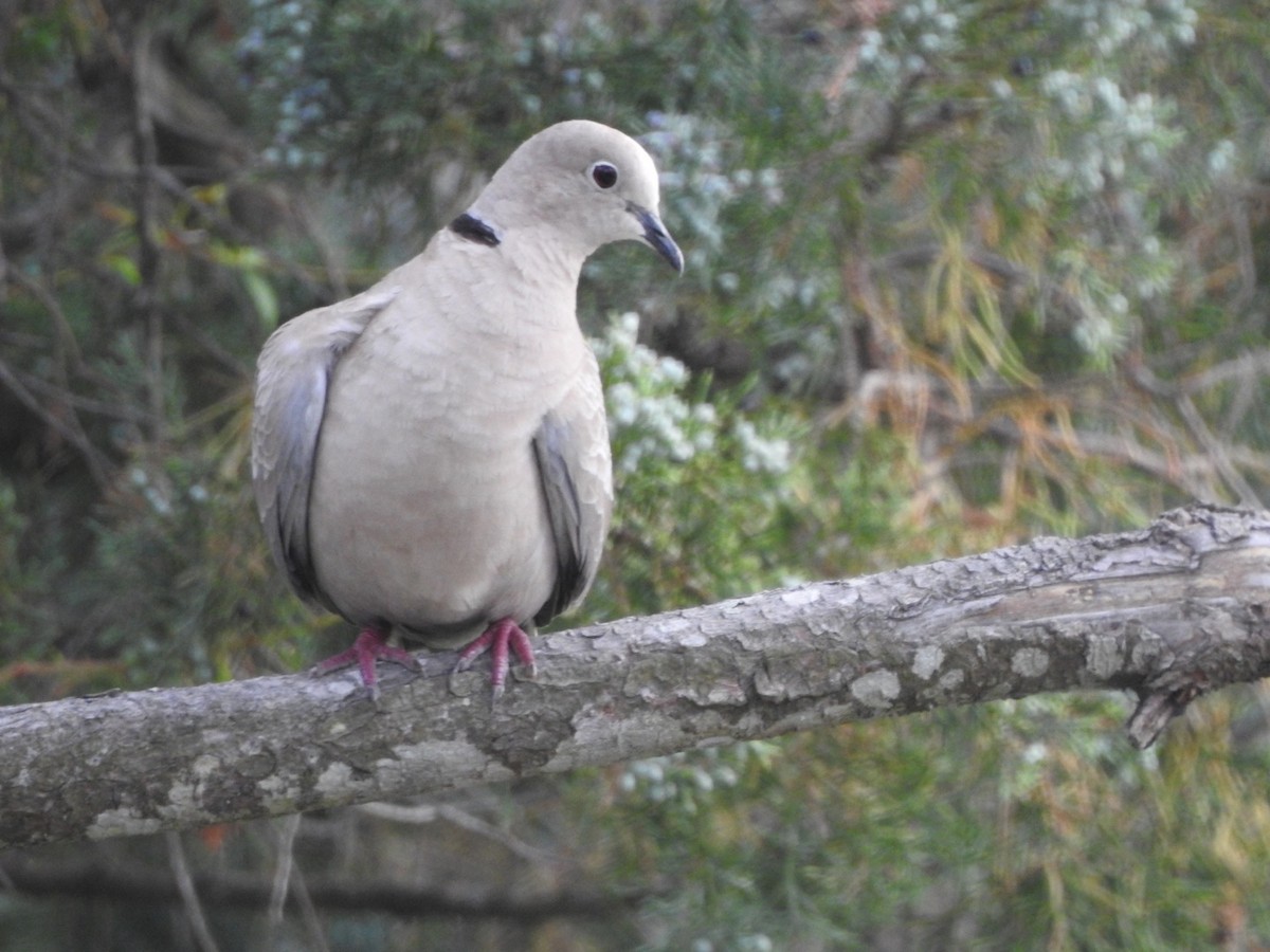 Eurasian Collared-Dove - ML620537966