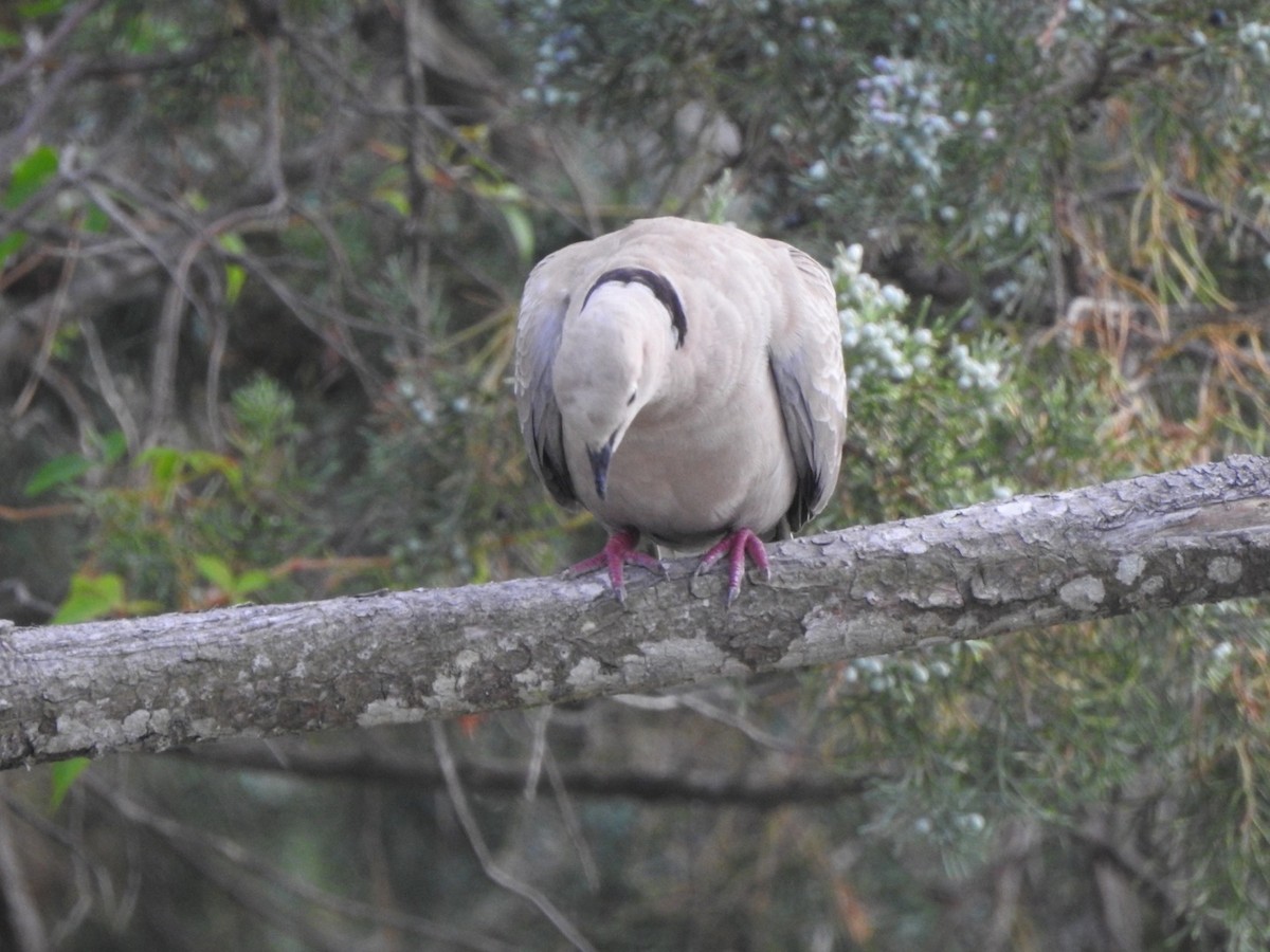 Eurasian Collared-Dove - ML620537967