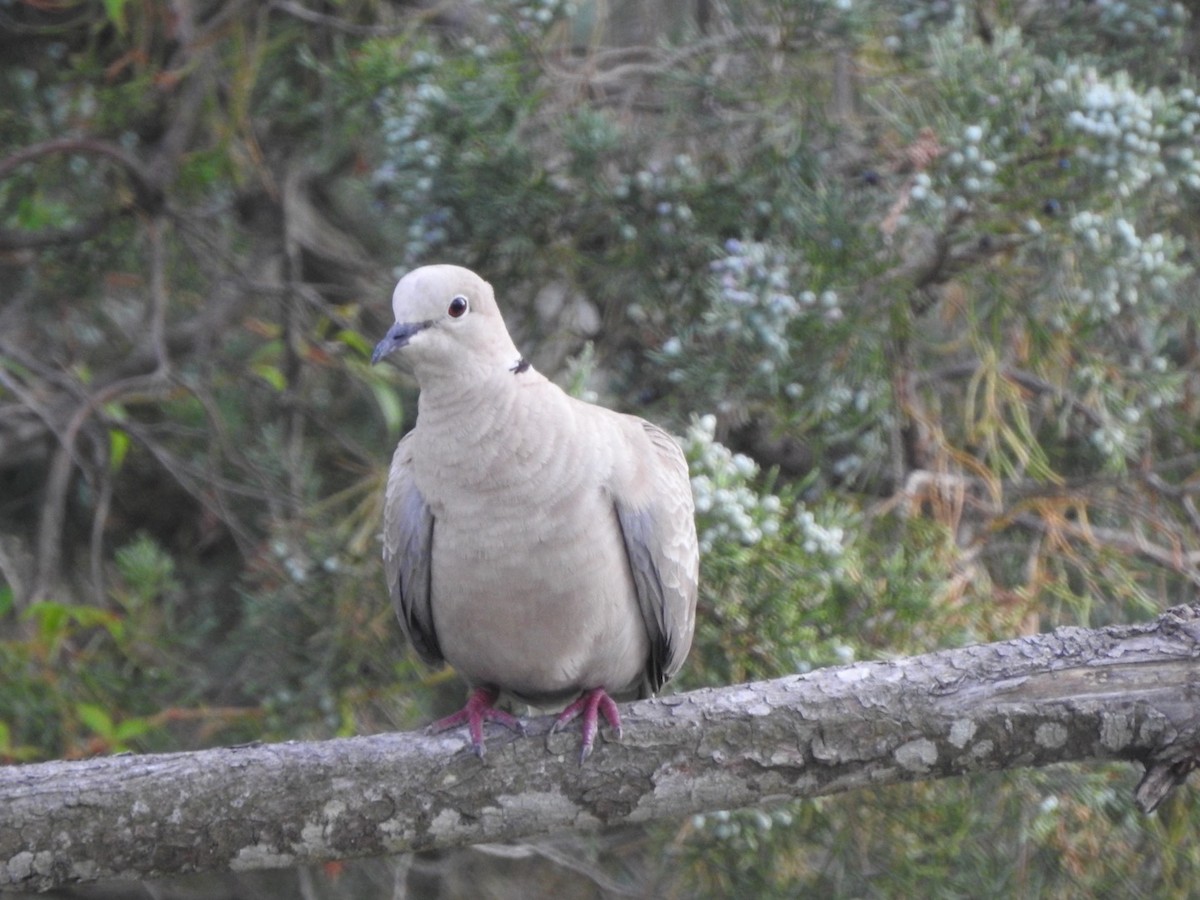 Eurasian Collared-Dove - ML620537969