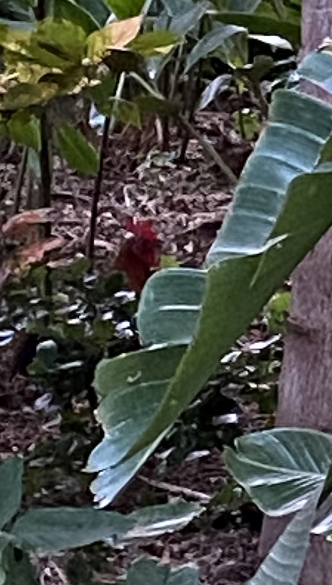 Red Junglefowl (Domestic type) - ML620537971