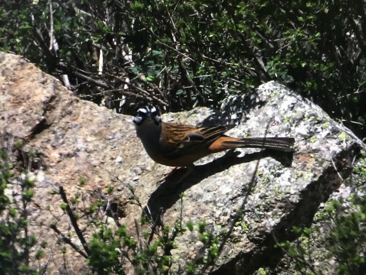 Rock Bunting - ML620537975