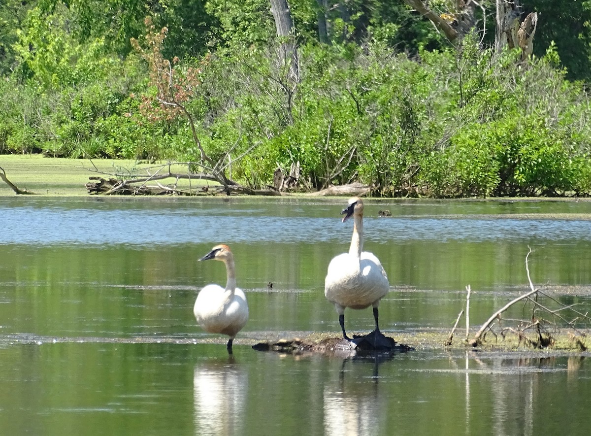 Trumpeter Swan - ML620537976