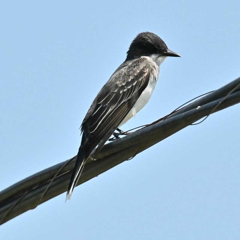 Eastern Kingbird - ML620537990