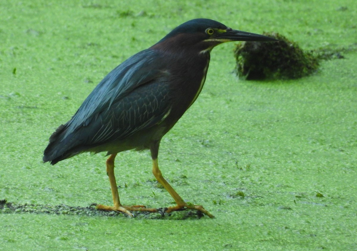 Green Heron - ML620537992