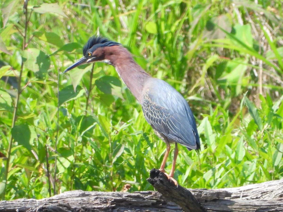 Green Heron - ML620537995