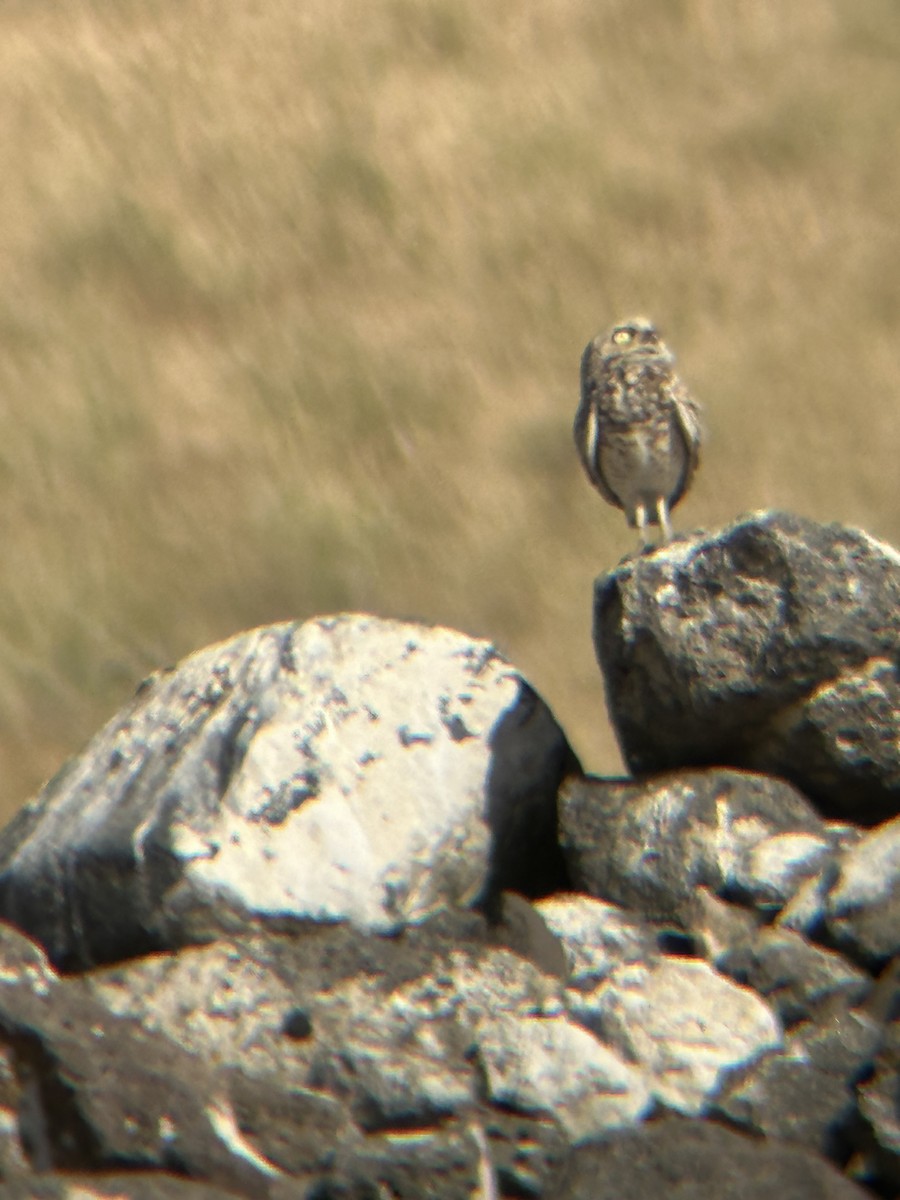 Burrowing Owl - ML620537999