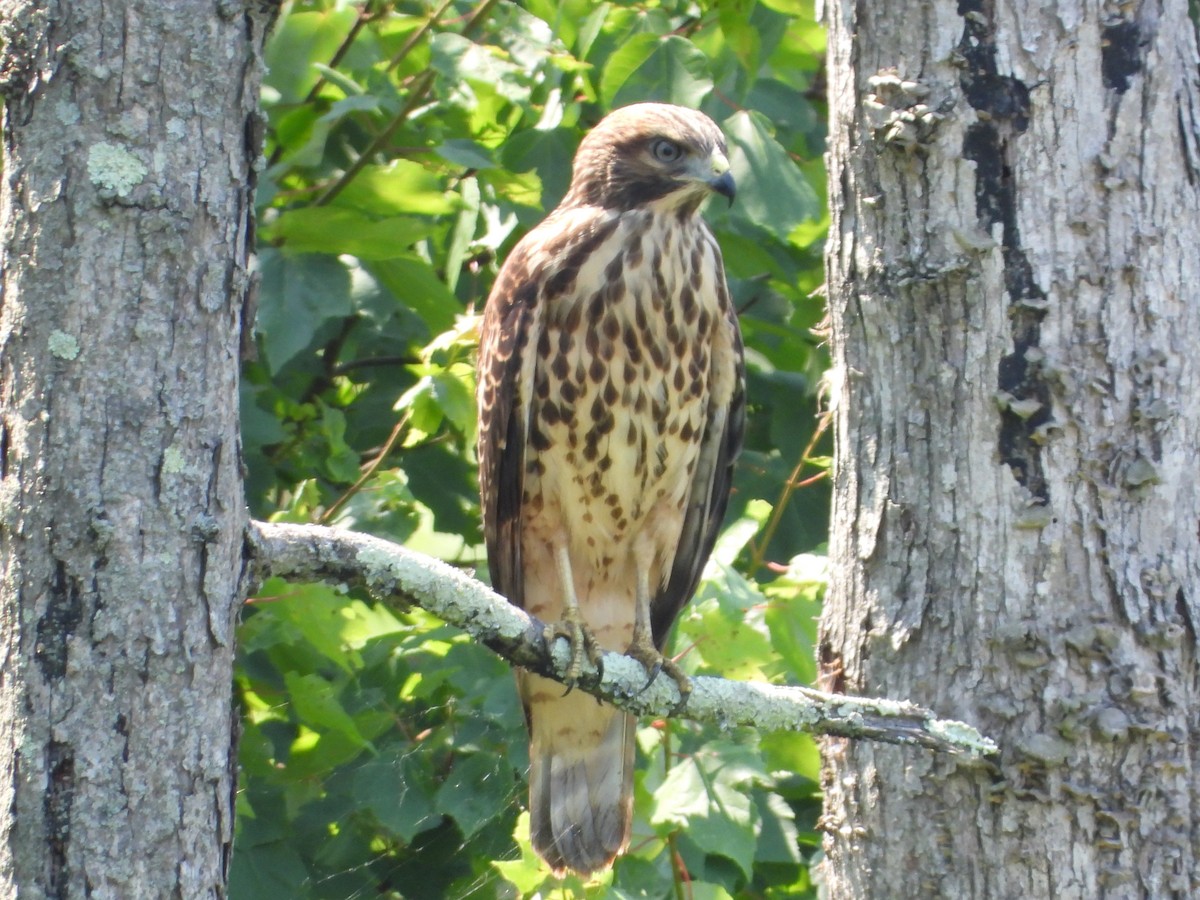 Red-shouldered Hawk - ML620538000