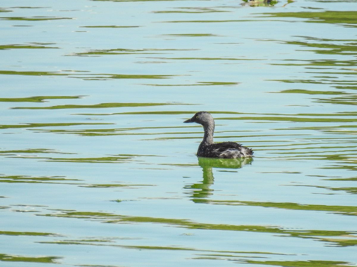 Least Grebe - ML620538004