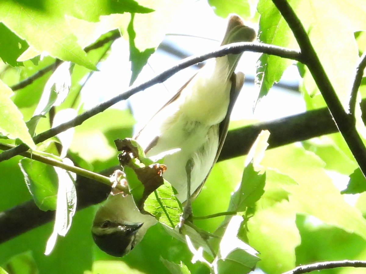 Kızıl Gözlü Vireo - ML620538009