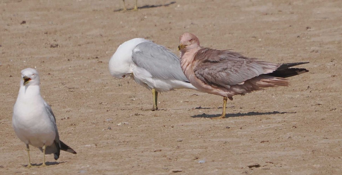 Ring-billed Gull - ML620538024