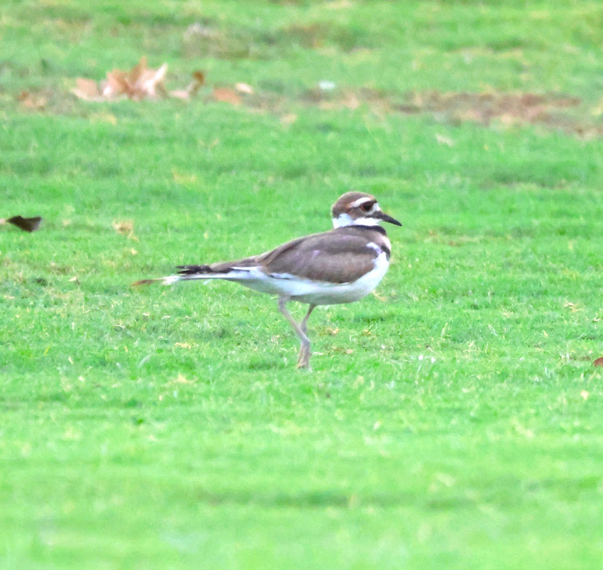 Killdeer - ML620538027