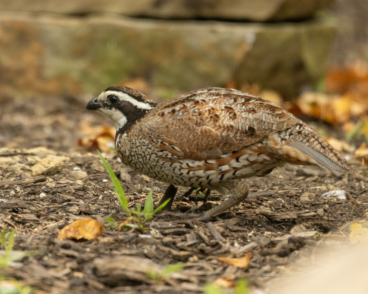 Northern Bobwhite - ML620538037