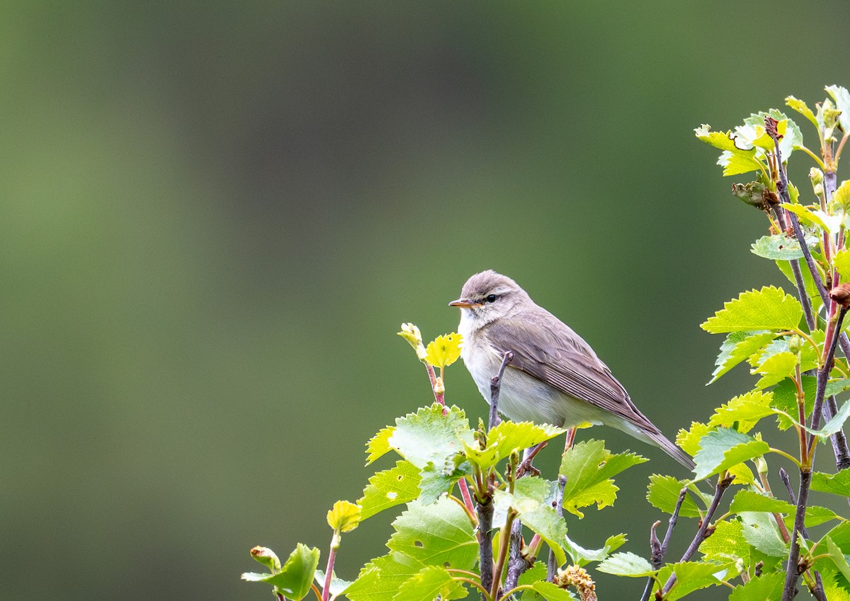 Willow Warbler - ML620538038