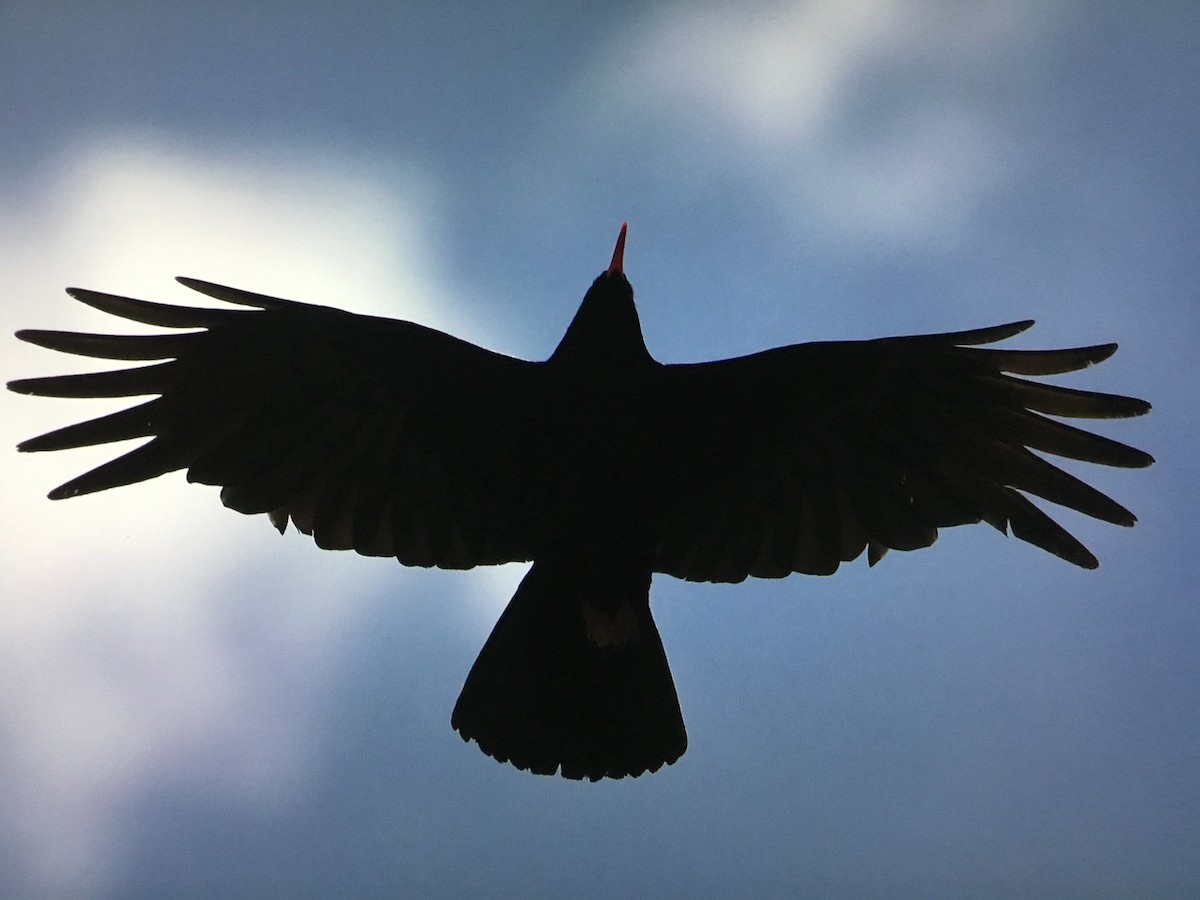 Red-billed Chough - ML620538044