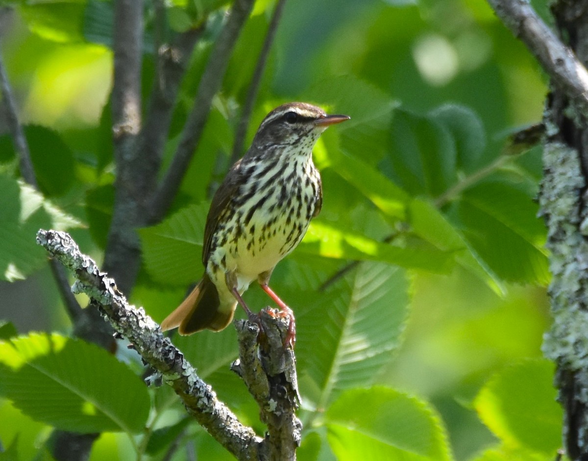 Northern Waterthrush - ML620538048