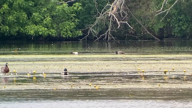 Lesser Scaup - ML620538052