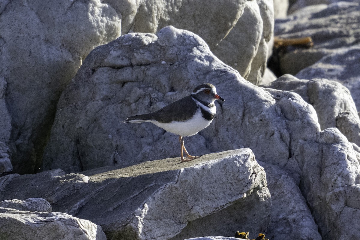 Three-banded Plover - ML620538053