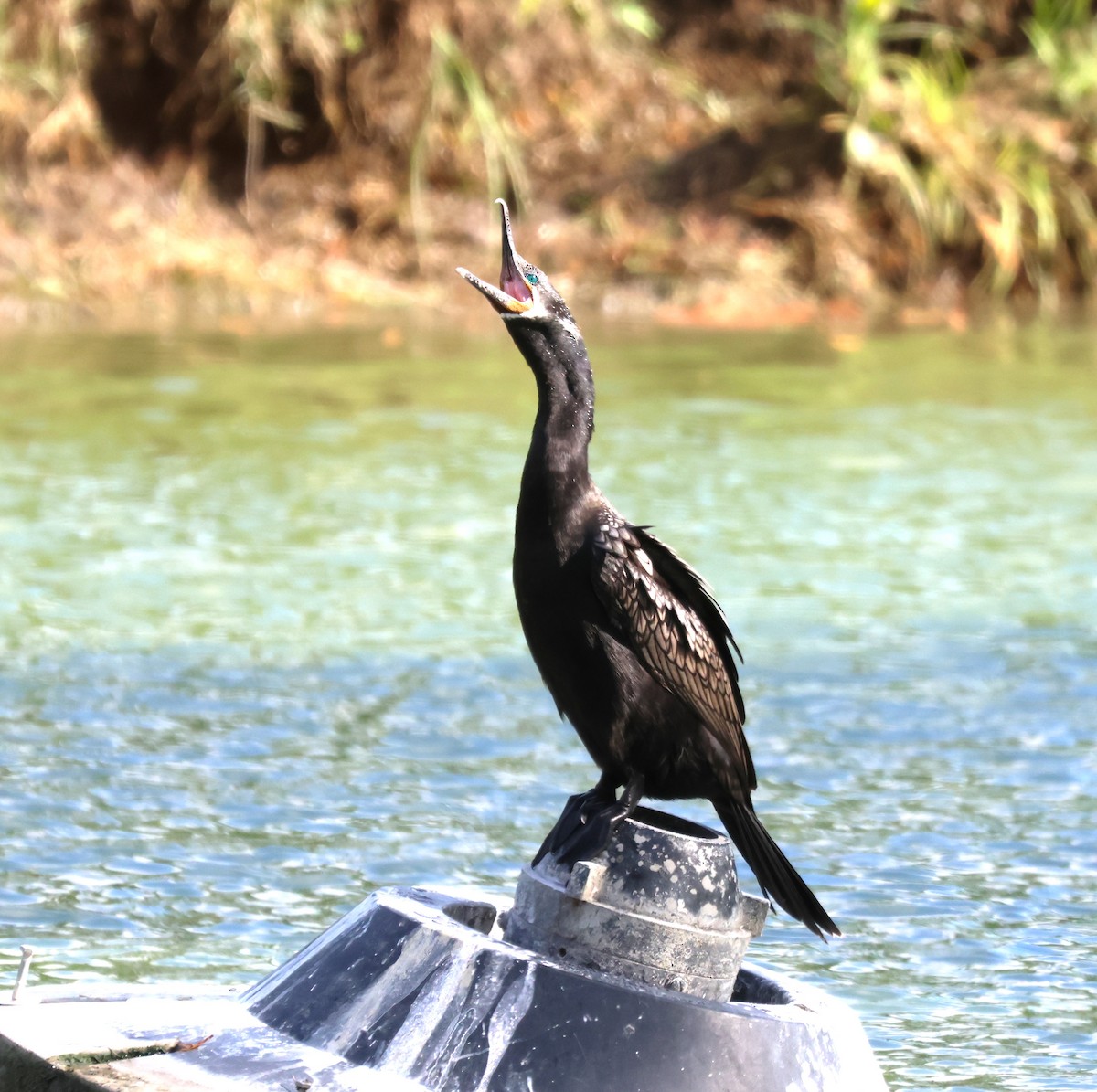 Neotropic Cormorant - ML620538058