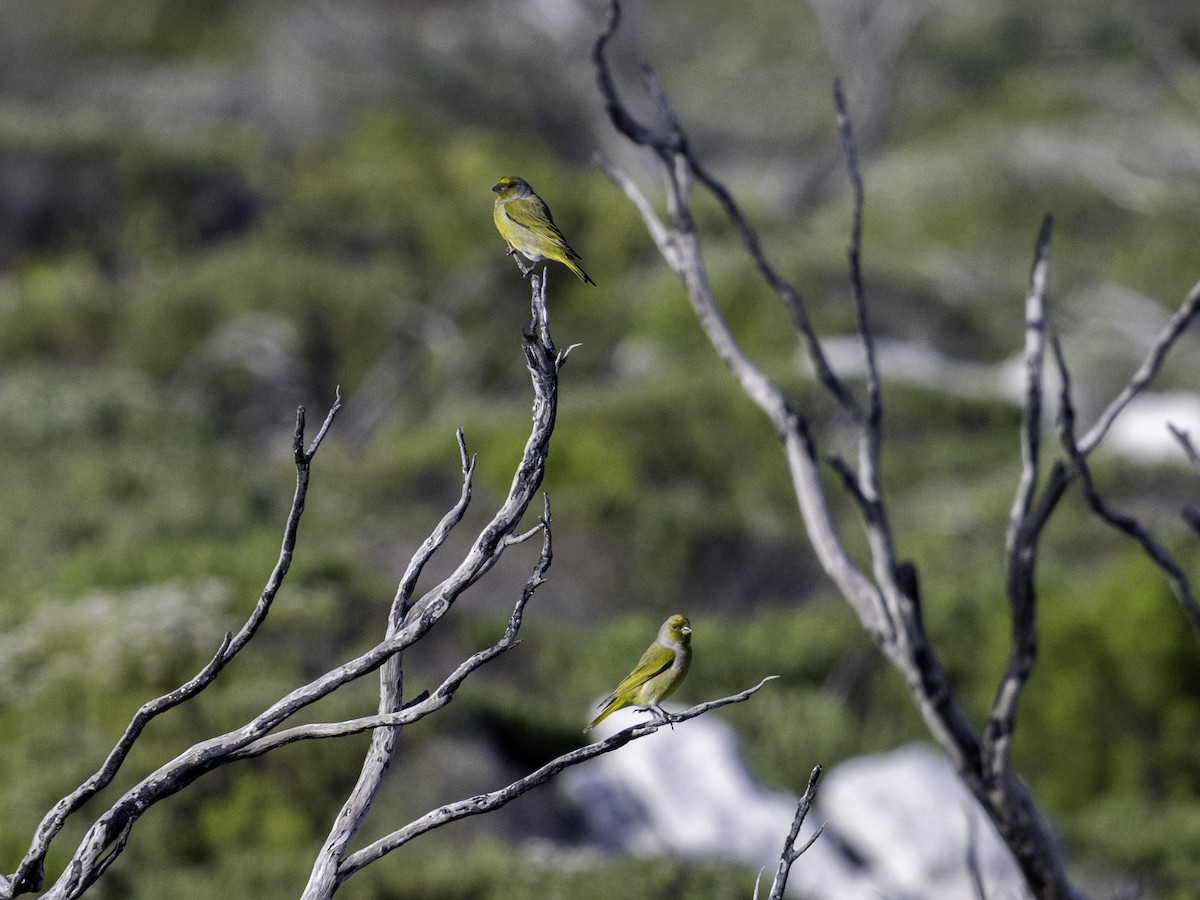 Serin du Cap - ML620538060