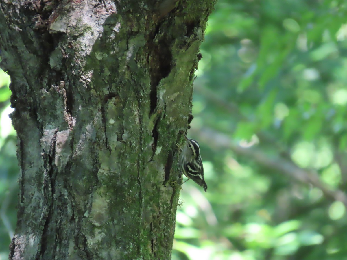 Black-and-white Warbler - ML620538066