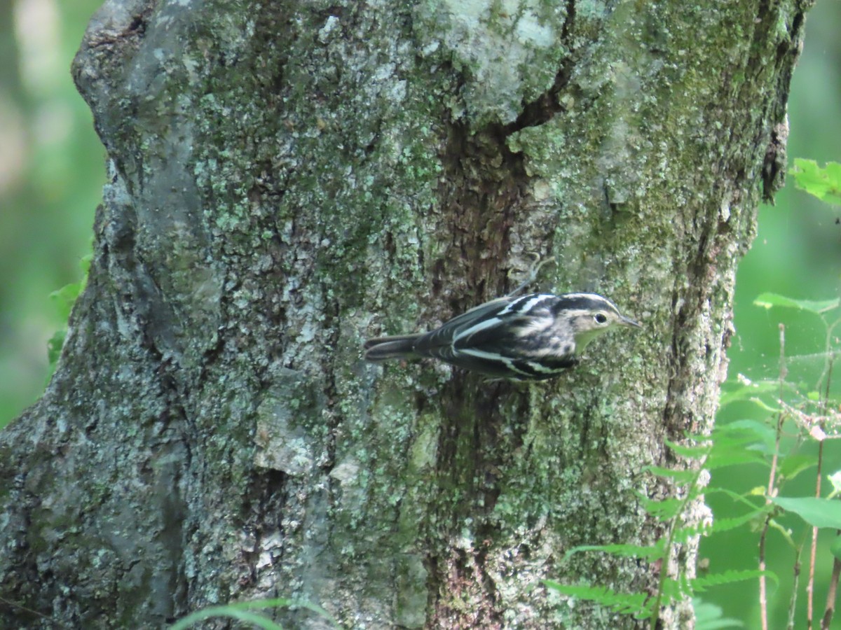 Black-and-white Warbler - ML620538067