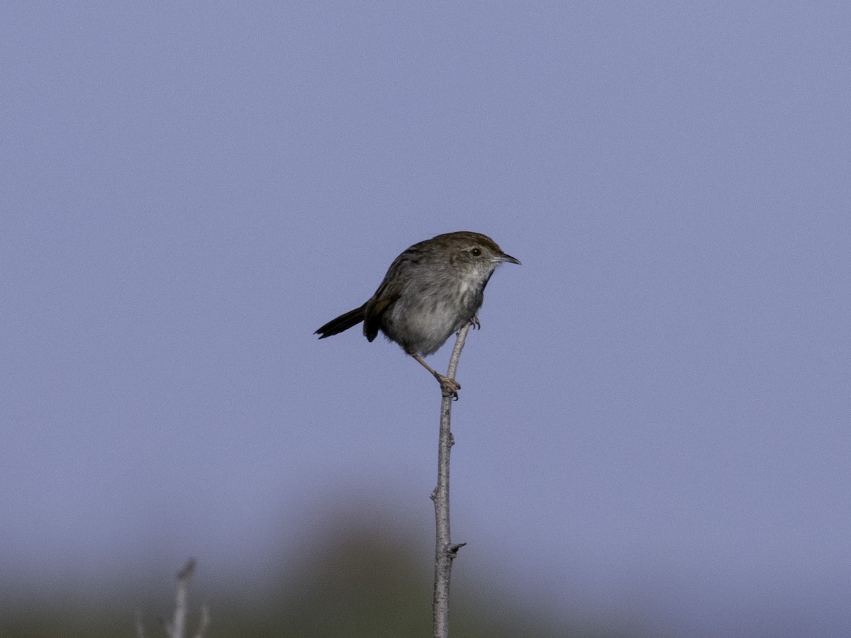 Red-headed Cisticola - ML620538068