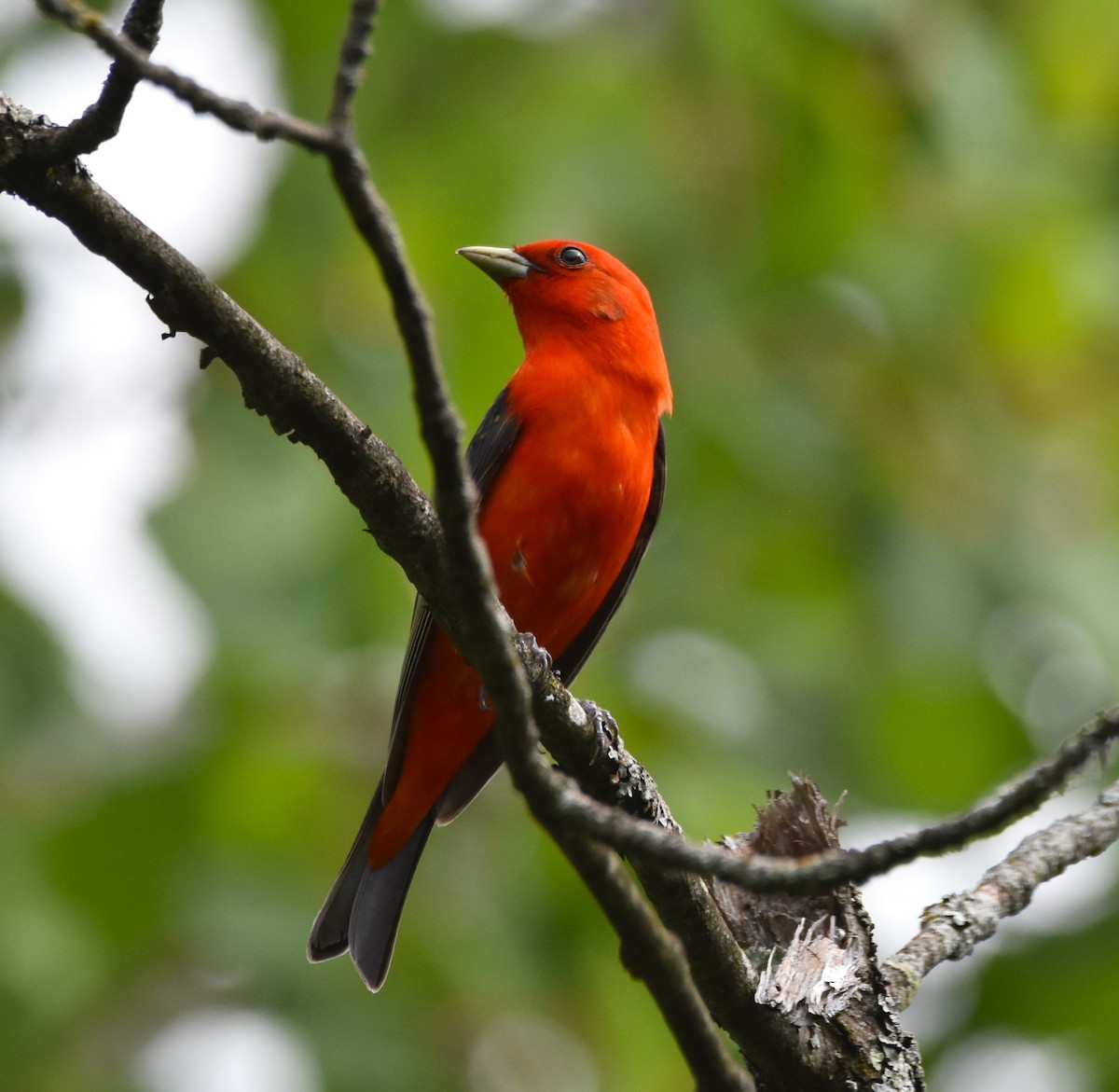 Scarlet Tanager - ML620538070