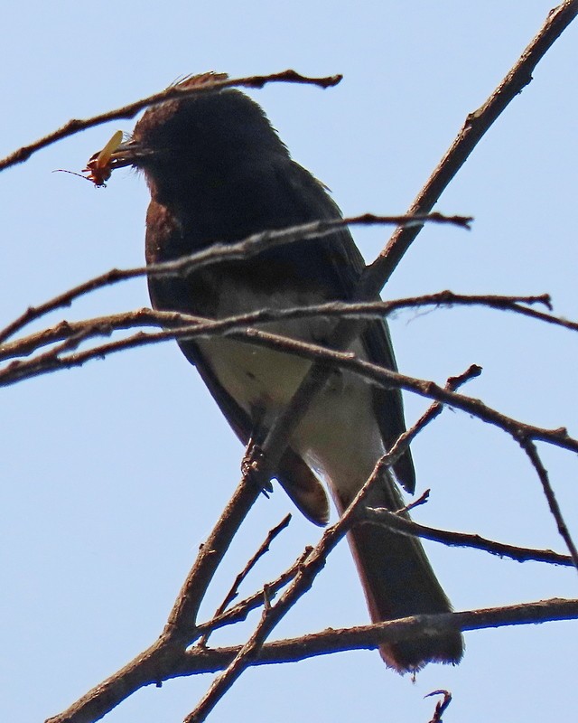 Black Phoebe - greg slak