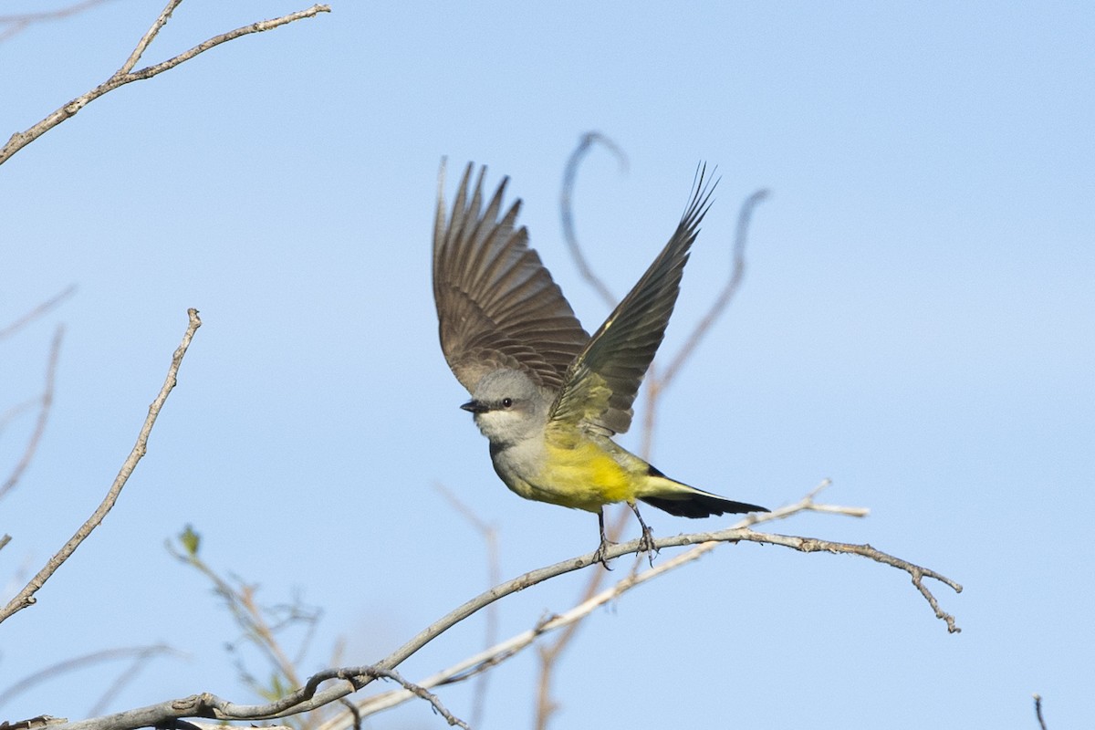 Western Kingbird - ML620538093