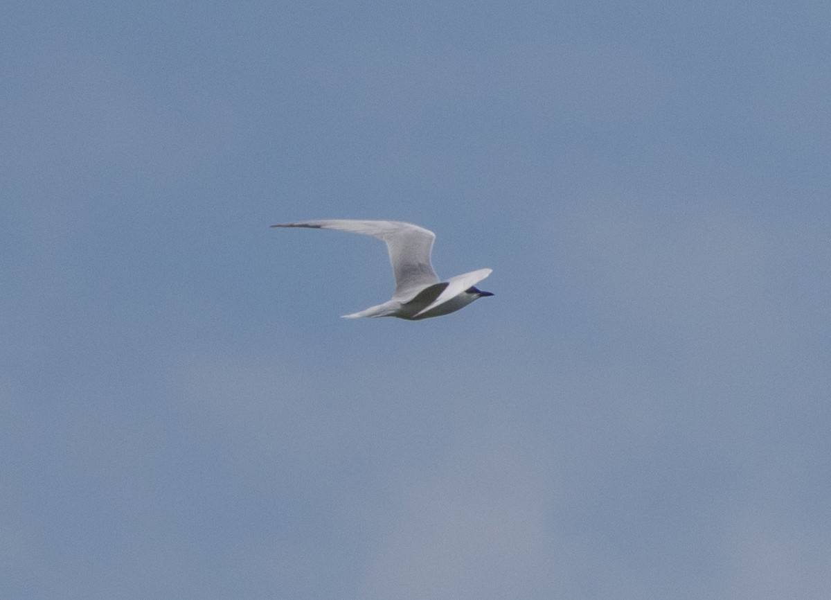 Gull-billed Tern - ML620538100